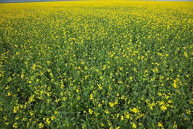 《地球防卫军6》确认将登陆平台为PS主机 年底发售